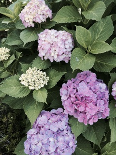 f:id:suna622:20150615213313j:plain f:id:suna622:20150615213313j:plain