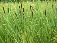 f:id:sunandmoon:20050703100809j:image:right f:id:sunandmoon:20050703100809j:image:right