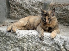 f:id:sunandmoon:20070917073709j:image