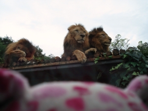 f:id:sunandmoon:20090725143858j:image