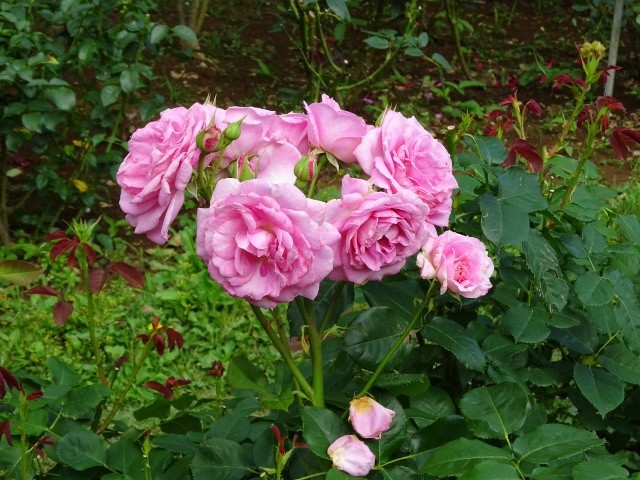 f:id:sunnyy:20150613152121j:image f:id:sunnyy:20150613152121j:image