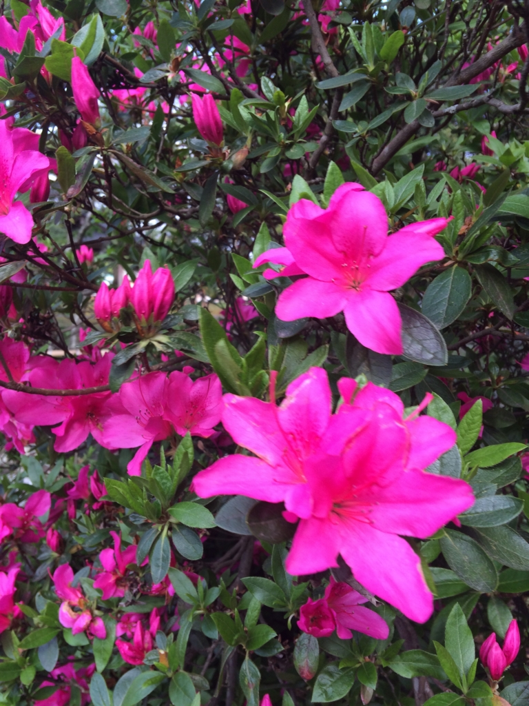 f:id:sunrise_chop_matono:20160418005944j:plain