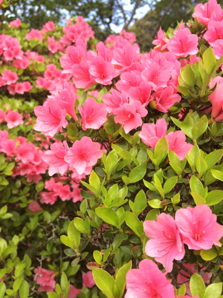 f:id:sunrise_chop_matono:20160418010038j:plain