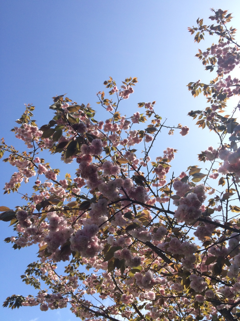 f:id:sunrise_chop_matono:20160418010201j:plain