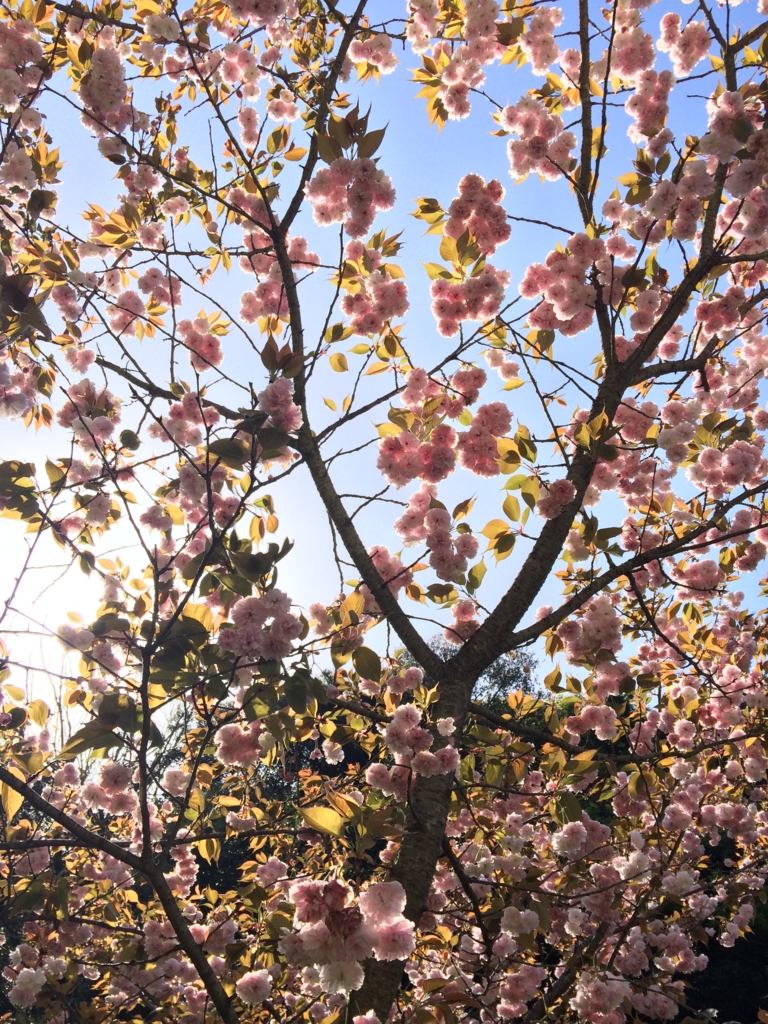 f:id:sunrise_chop_matono:20160418010423j:plain