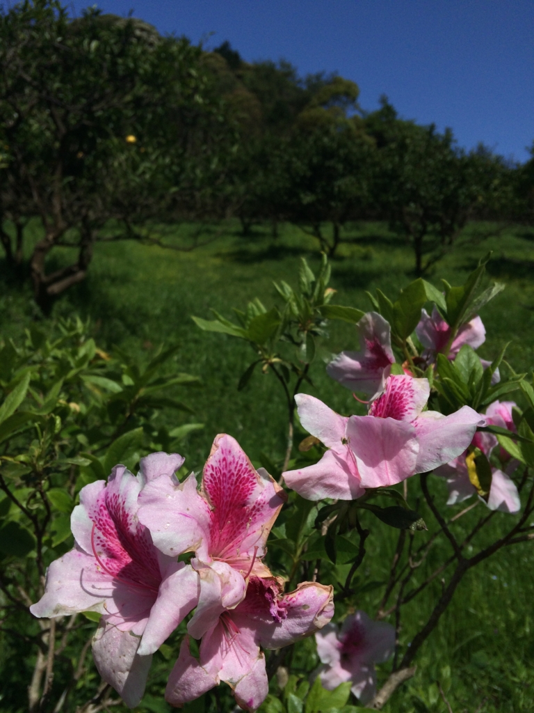 f:id:sunrise_chop_matono:20160418010513j:plain