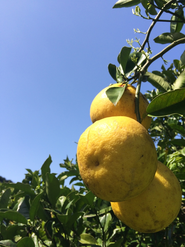 f:id:sunrise_chop_matono:20160418010610j:plain