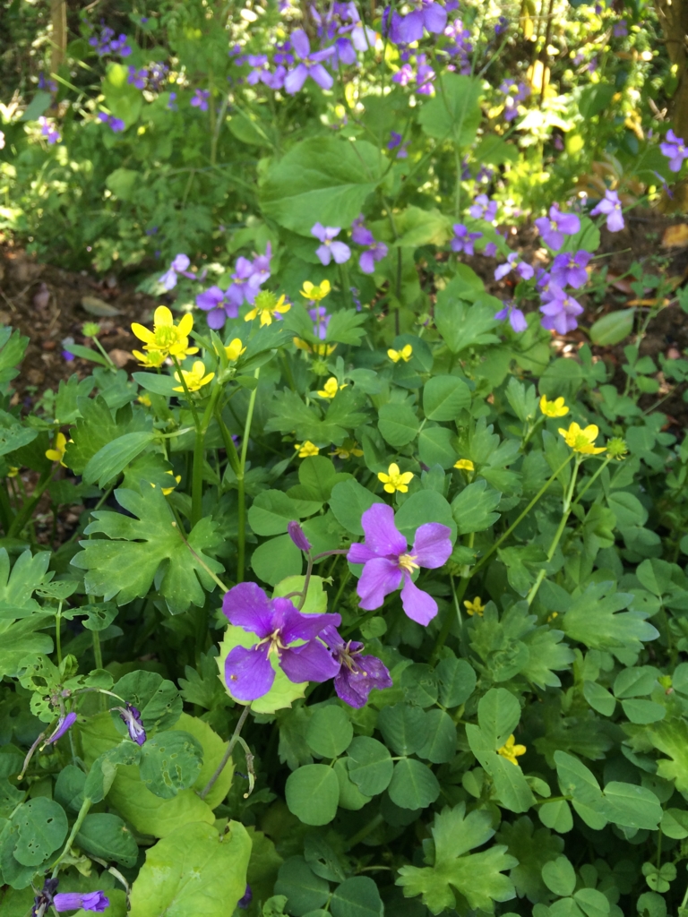 f:id:sunrise_chop_matono:20160418010706j:plain