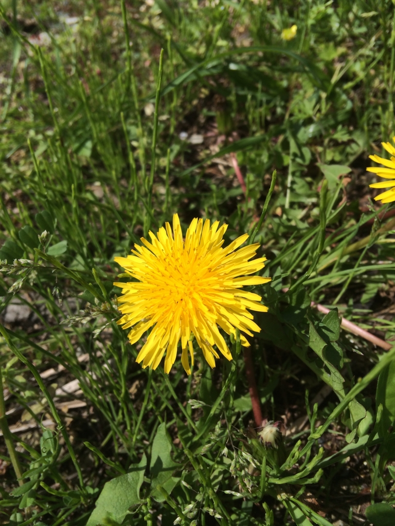 f:id:sunrise_chop_matono:20160418010805j:plain