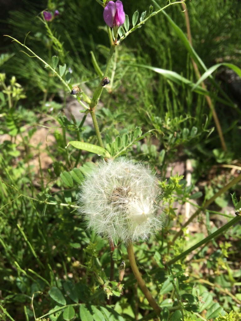 f:id:sunrise_chop_matono:20160418010857j:plain