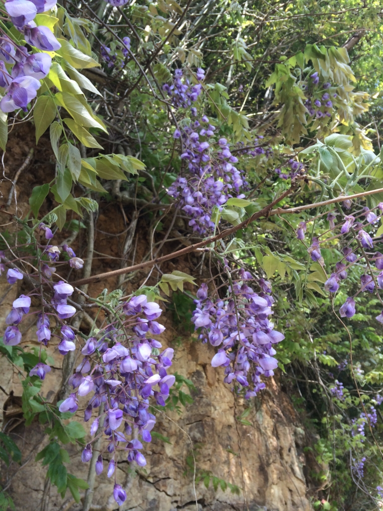 f:id:sunrise_chop_matono:20160418010957j:plain