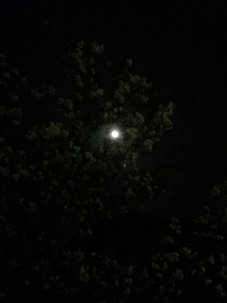 f:id:sunrise_chop_matono:20160418011632j:plain