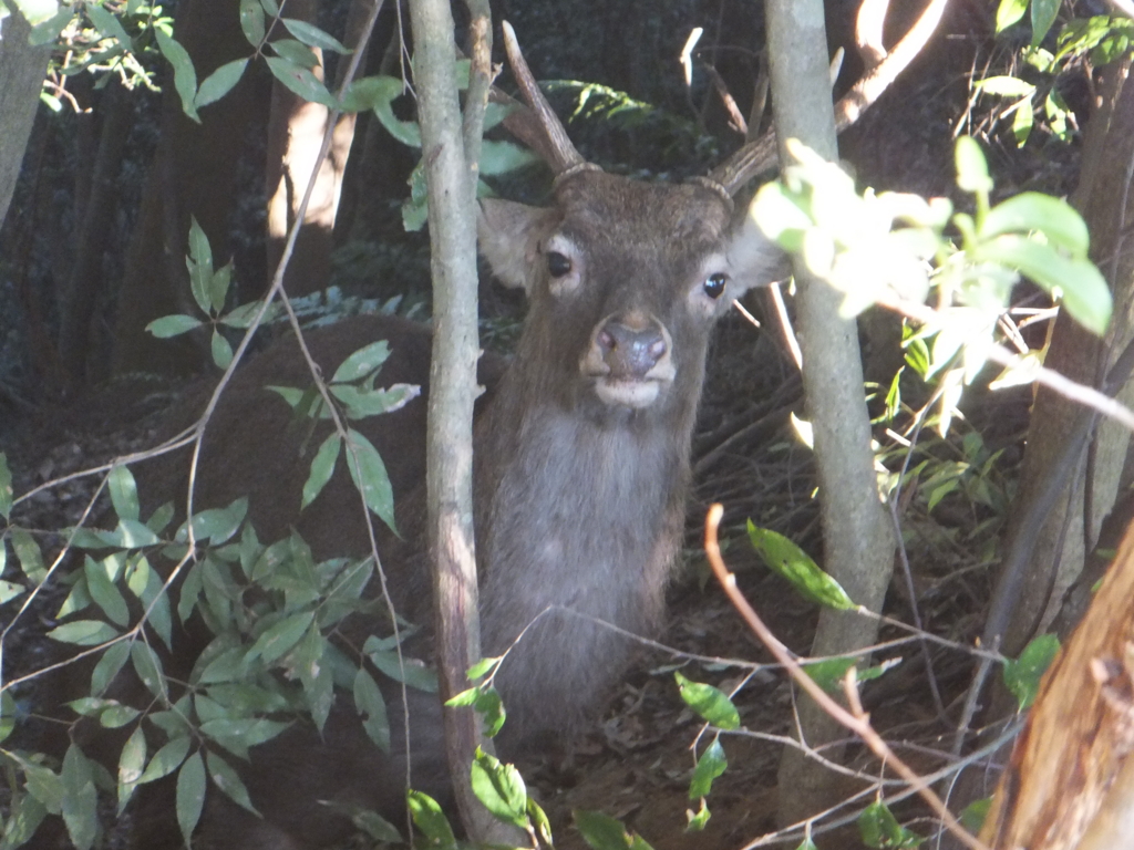 f:id:sunrise_chop_matono:20160422225116j:plain