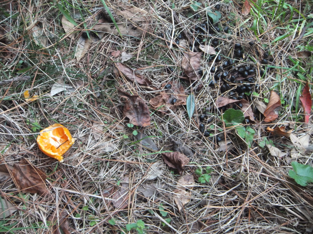 f:id:sunrise_chop_matono:20160422225703j:plain