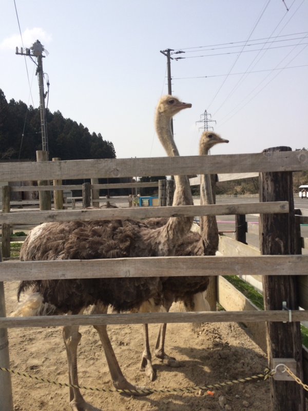 f:id:suntopia-farm:20150529190118j:plain f:id:suntopia-farm:20150529190118j:plain