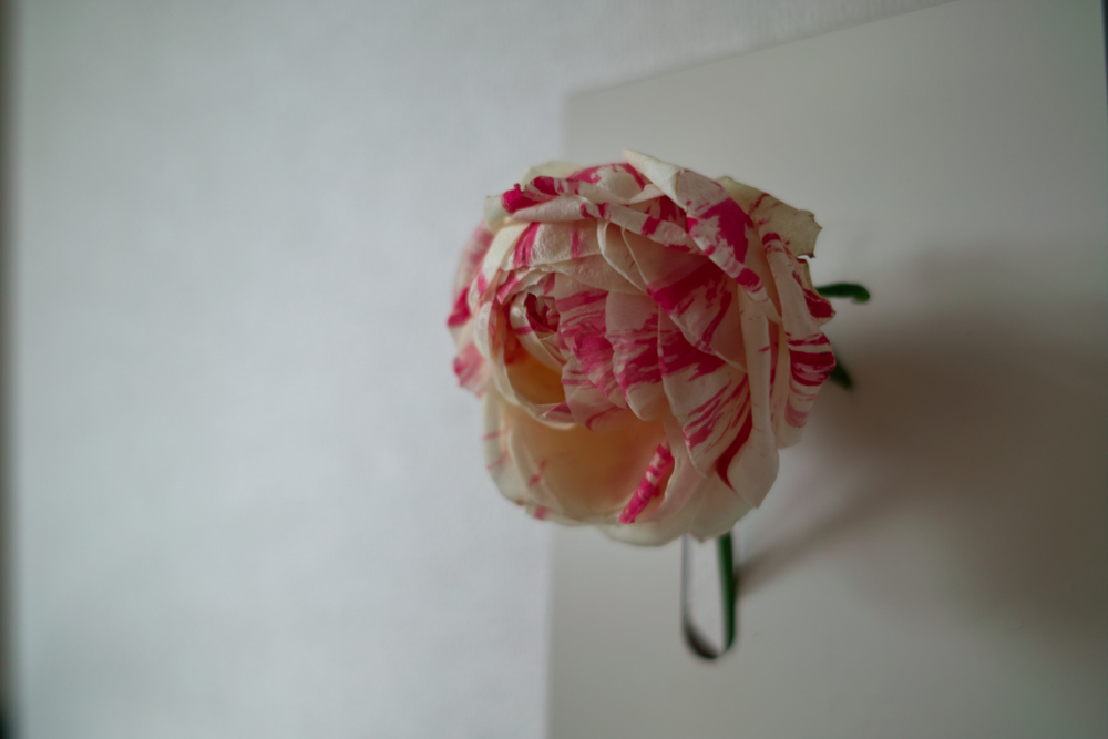 f:id:superartlife:20100319121811j:image:w650 f:id:superartlife:20100319121811j:image:w650