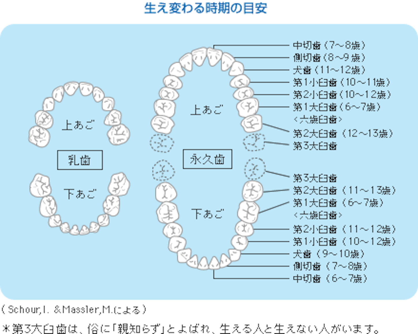 本数 乳歯