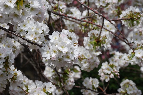 f:id:superexp221:20150411061005j:plain f:id:superexp221:20150411061005j:plain