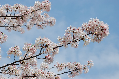 f:id:superexp221:20150411061231j:plain f:id:superexp221:20150411061231j:plain