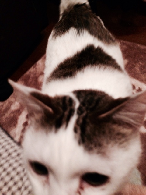 f:id:supersleeper36:20140217011643j:plain f:id:supersleeper36:20140217011643j:plain