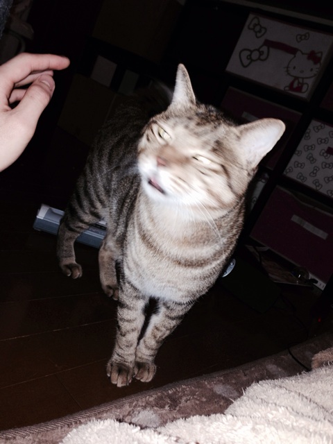 f:id:supersleeper36:20140217011903j:plain f:id:supersleeper36:20140217011903j:plain