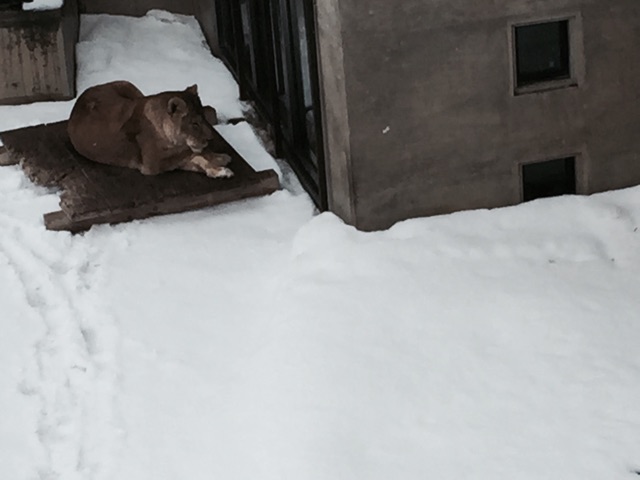 f:id:supersleeper36:20150310000240j:plain f:id:supersleeper36:20150310000240j:plain