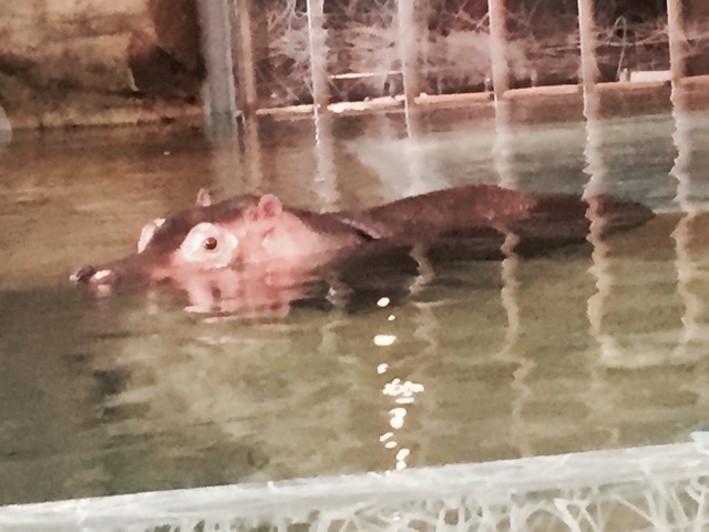 f:id:supersleeper36:20150310000415j:plain f:id:supersleeper36:20150310000415j:plain