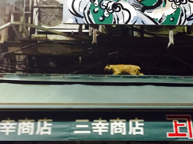 f:id:supersleeper36:20150314003048j:plain f:id:supersleeper36:20150314003048j:plain
