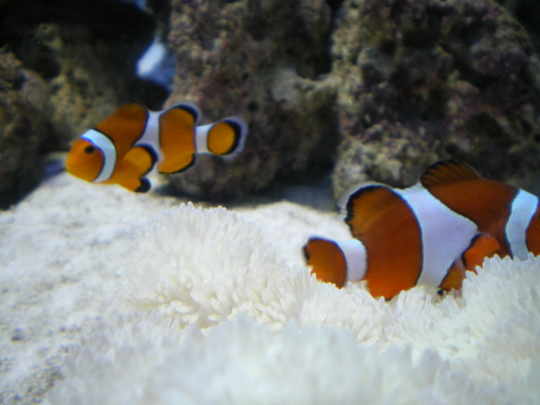 f:id:susushishi:20110827151305j:image:w360 f:id:susushishi:20110827151305j:image:w360