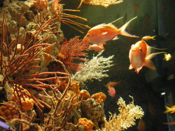 f:id:susushishi:20110827151306j:image:w360 f:id:susushishi:20110827151306j:image:w360