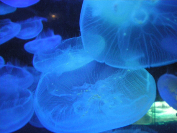 f:id:susushishi:20110827151307j:image:w360 f:id:susushishi:20110827151307j:image:w360
