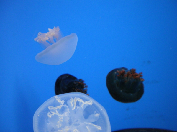 f:id:susushishi:20110827151308j:image:w360 f:id:susushishi:20110827151308j:image:w360