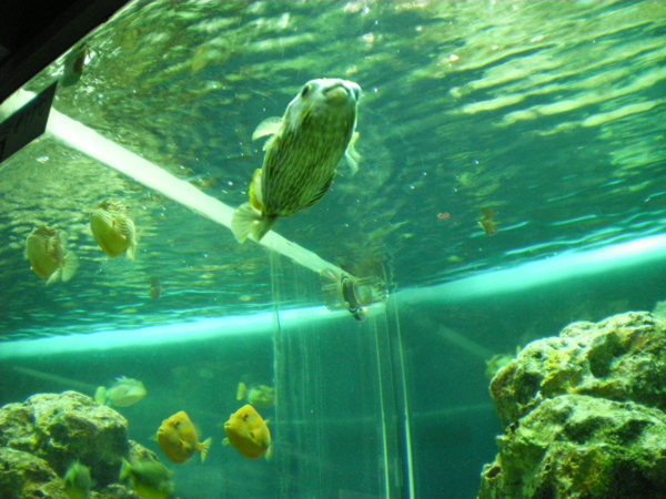 f:id:susushishi:20110827151310j:image:w360 f:id:susushishi:20110827151310j:image:w360