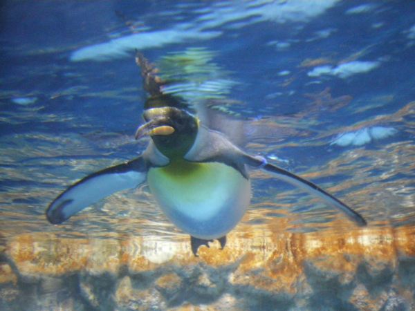 f:id:susushishi:20110827151312j:image:w360 f:id:susushishi:20110827151312j:image:w360