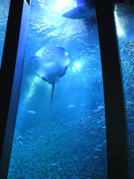 f:id:susushishi:20110827151314j:image:w360 f:id:susushishi:20110827151314j:image:w360