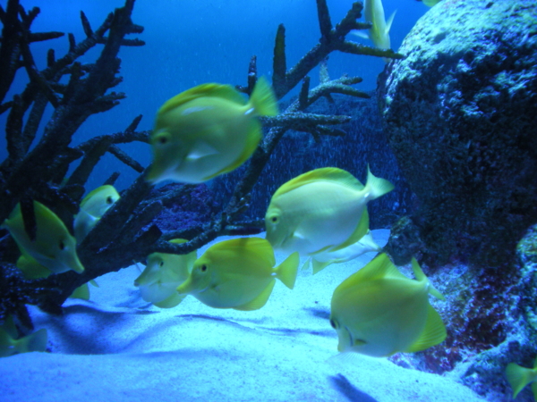 f:id:susushishi:20110827151315j:image:w360 f:id:susushishi:20110827151315j:image:w360