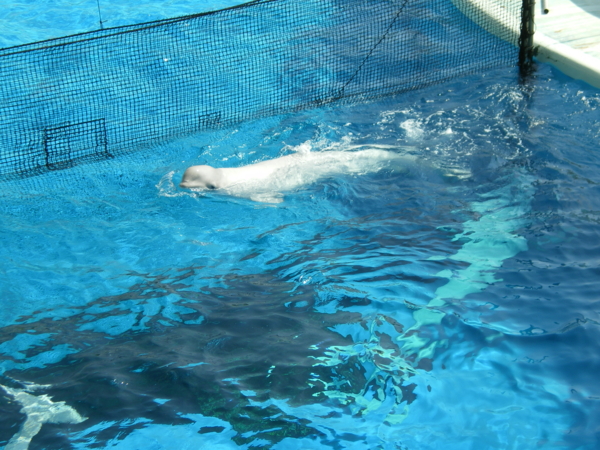 f:id:susushishi:20110827151316j:image:w360 f:id:susushishi:20110827151316j:image:w360