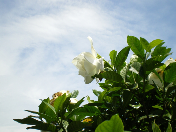 f:id:susushishi:20110831235219j:image:w360 f:id:susushishi:20110831235219j:image:w360