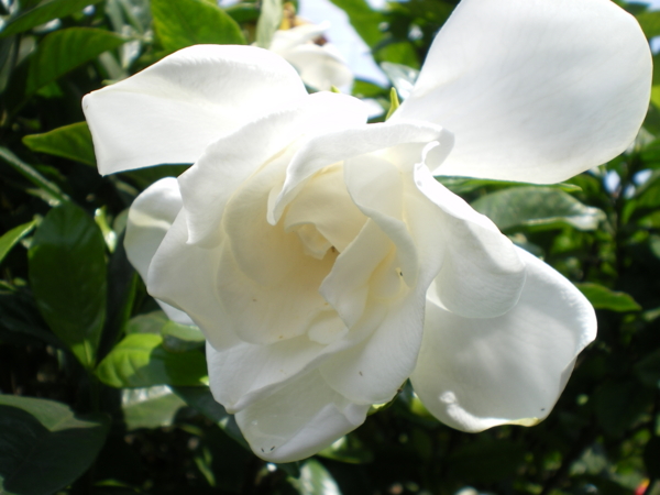 f:id:susushishi:20110831235220j:image:w360 f:id:susushishi:20110831235220j:image:w360