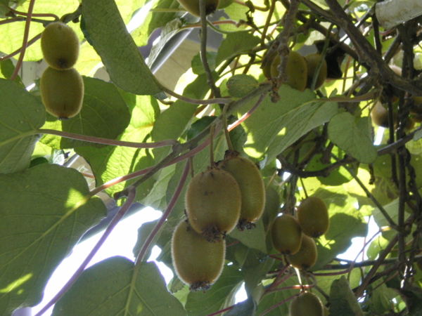 f:id:susushishi:20110831235221j:image:w360 f:id:susushishi:20110831235221j:image:w360