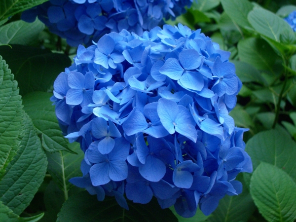 f:id:susushishi:20110901170649j:image:w360 f:id:susushishi:20110901170649j:image:w360