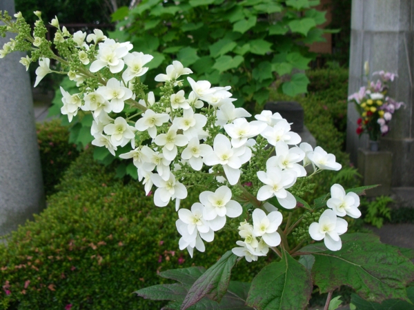 f:id:susushishi:20110901170650j:image:w360 f:id:susushishi:20110901170650j:image:w360