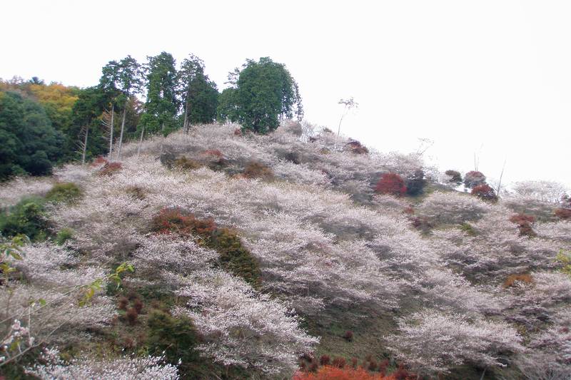 f:id:suzukidesu23:20091116155506j:plain
