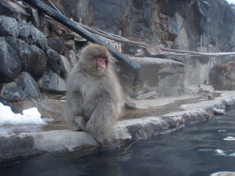 地獄谷温泉　後楽館の露天風ととお猿の写真