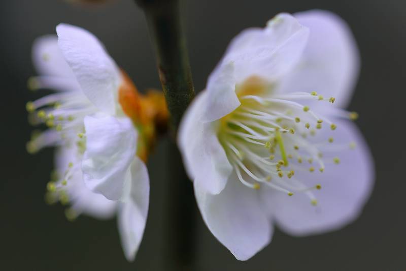 f:id:suzukidesu23:20110310141309j:plain f:id:suzukidesu23:20110310141309j:plain