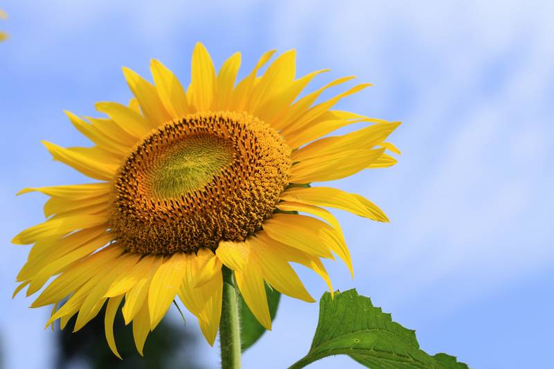 f:id:suzukidesu23:20140717150734j:plain f:id:suzukidesu23:20140717150734j:plain