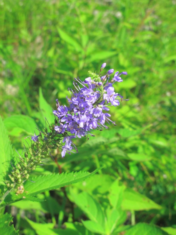 f:id:suzukidesu23:20140719082846j:plain f:id:suzukidesu23:20140719082846j:plain