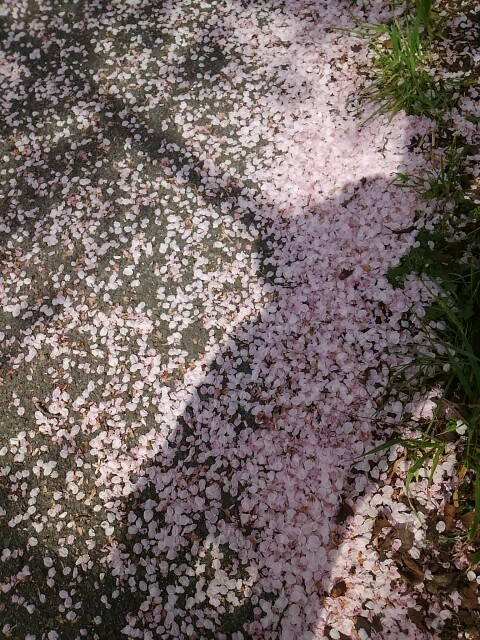 f:id:suzutakahiro1122:20160409181354j:image f:id:suzutakahiro1122:20160409181354j:image
