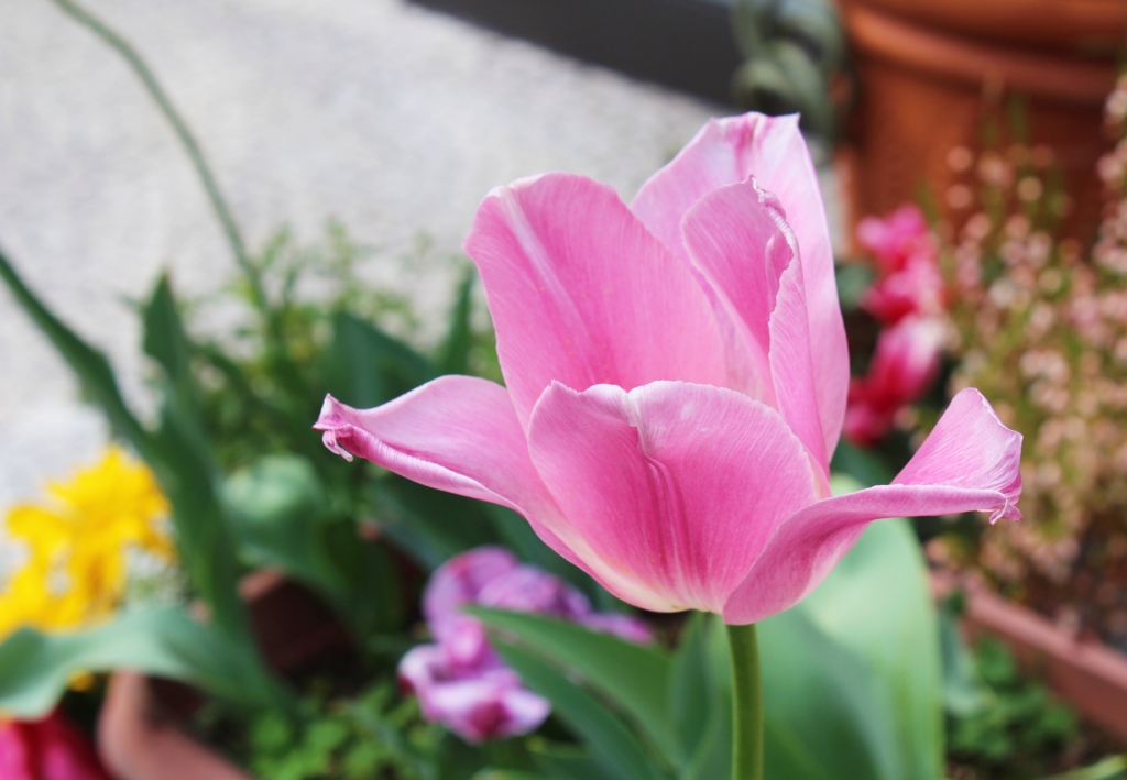 f:id:sweeteatime:20160529001658j:plain f:id:sweeteatime:20160529001658j:plain