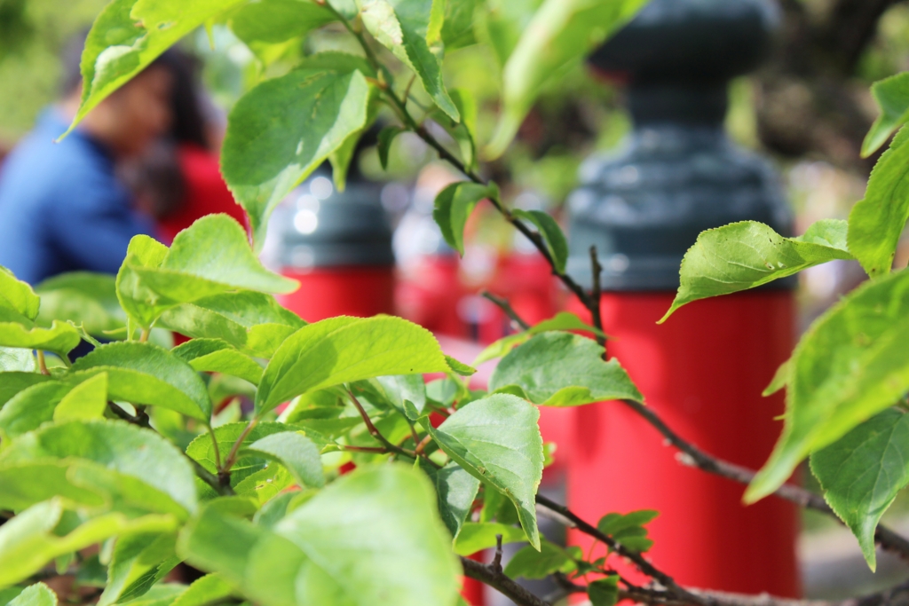 f:id:sweeteatime:20160529020458j:plain f:id:sweeteatime:20160529020458j:plain